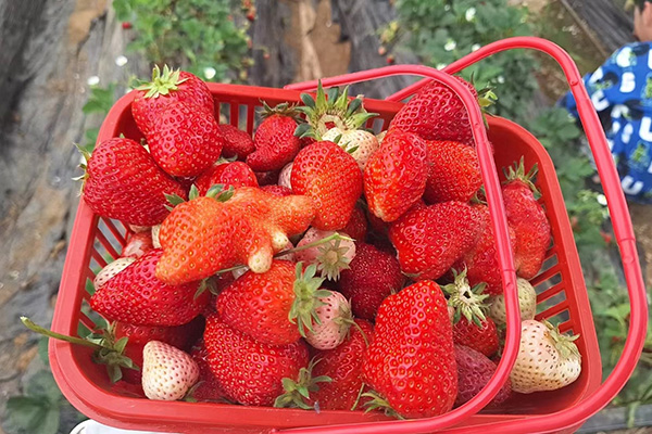 Qingdao Star Machine's Fun Day at the Strawberry Fields